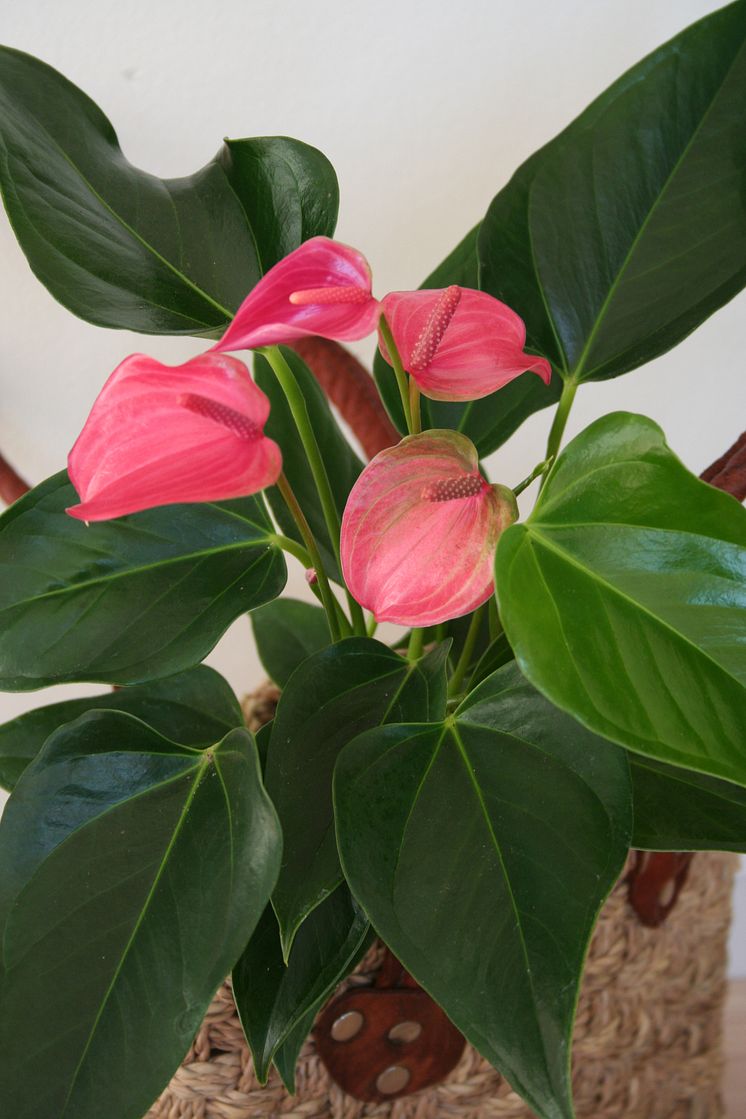 Anthurium - Rosenkalla