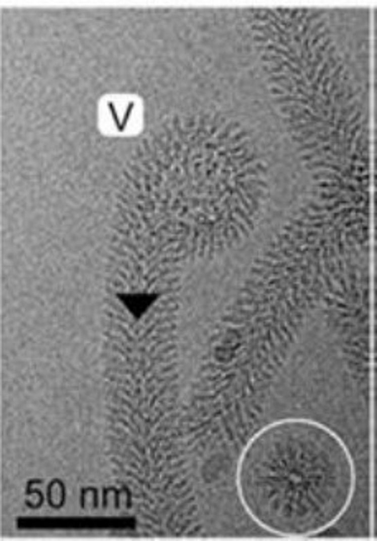 Cryo-EM-mikrografi av MakA-filament som kommer från eller slutar i en membranös vesikel.jpg