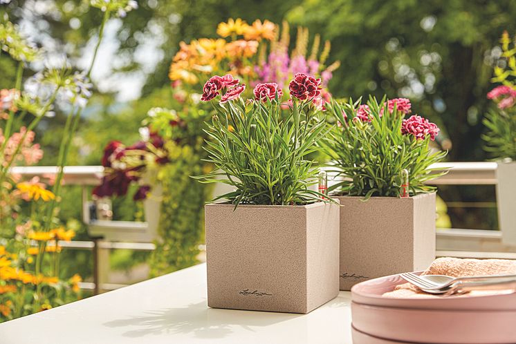 Buntes Pflanzenparadies auf Ihrer Sommerterrasse