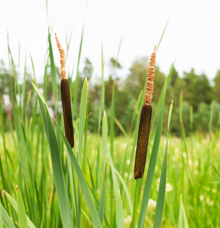 Typha angustifolia - smalkaveldun