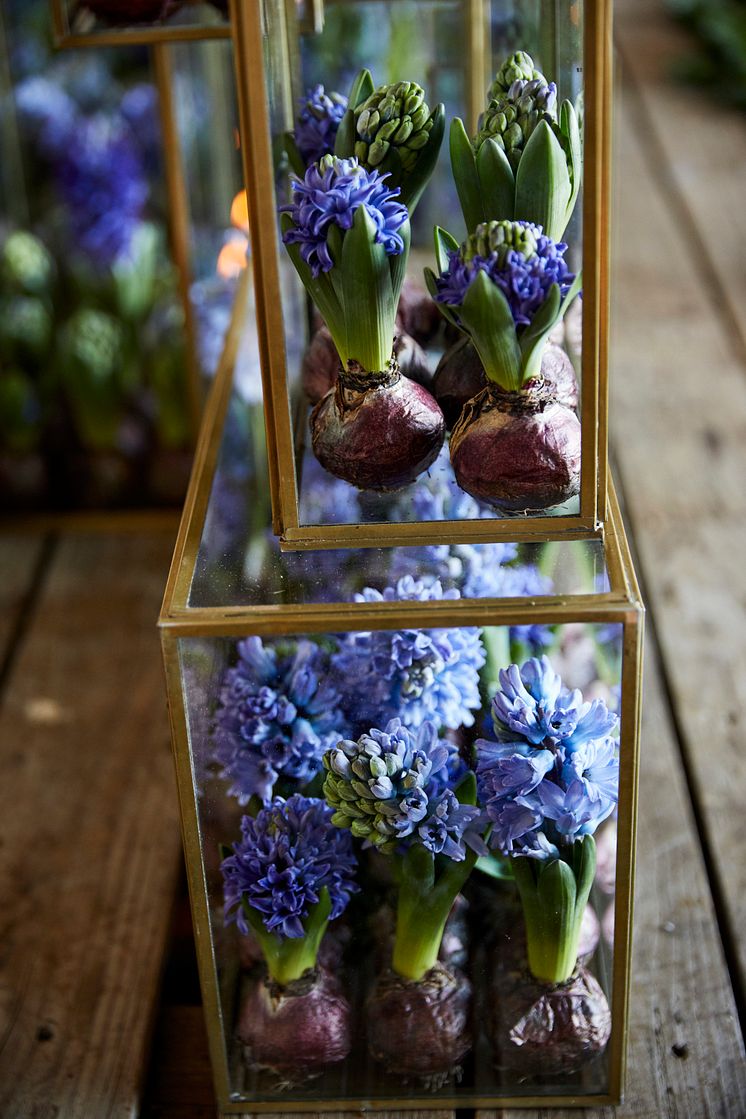 Julstämning hos Anna Gouteva med svenska hyacinter och andra julblommor