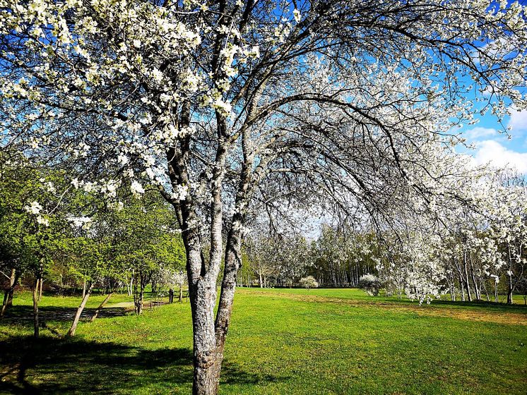 Vår i Järva DiscGolfPark