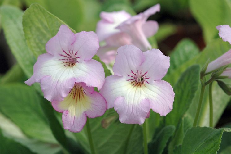 Streptocarpus Madeleinne