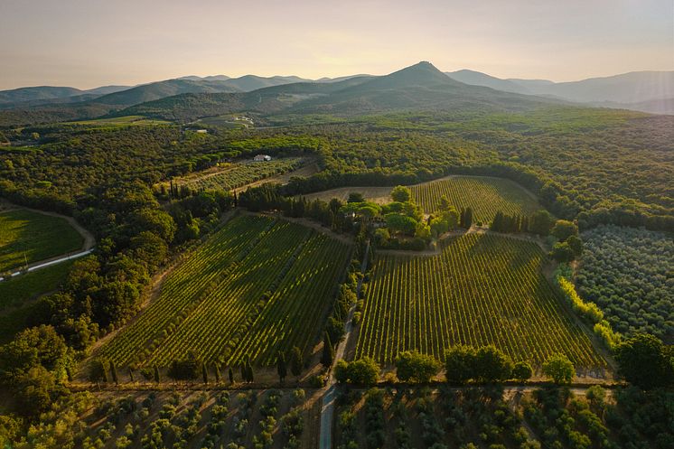 Vineyard - Ca'Marcanda Winery (7).JPG