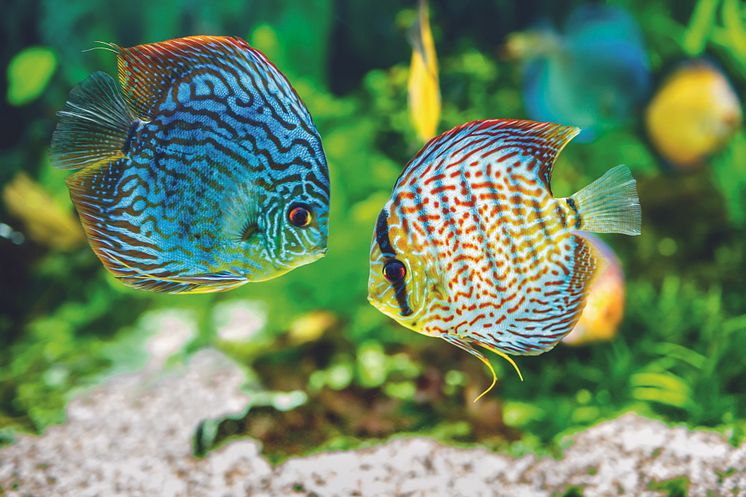 Farbenfrohe Unterwasserwelt im Aquarium