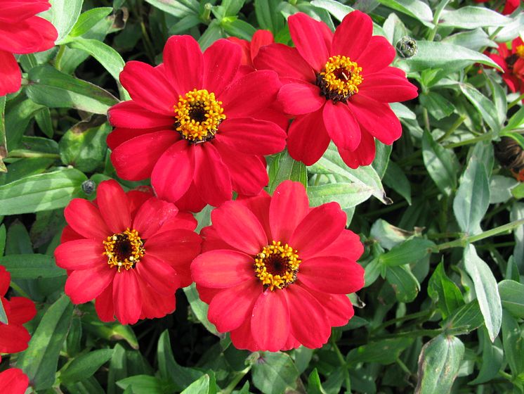 Zinnia Profusion Red