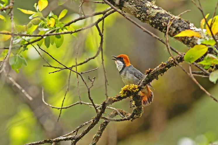 Rosthättad näktergal (hane) Larvivora ruficeps Jiuzhaigou, Sichuan i Kina maj 2013. Foto Pete Morris