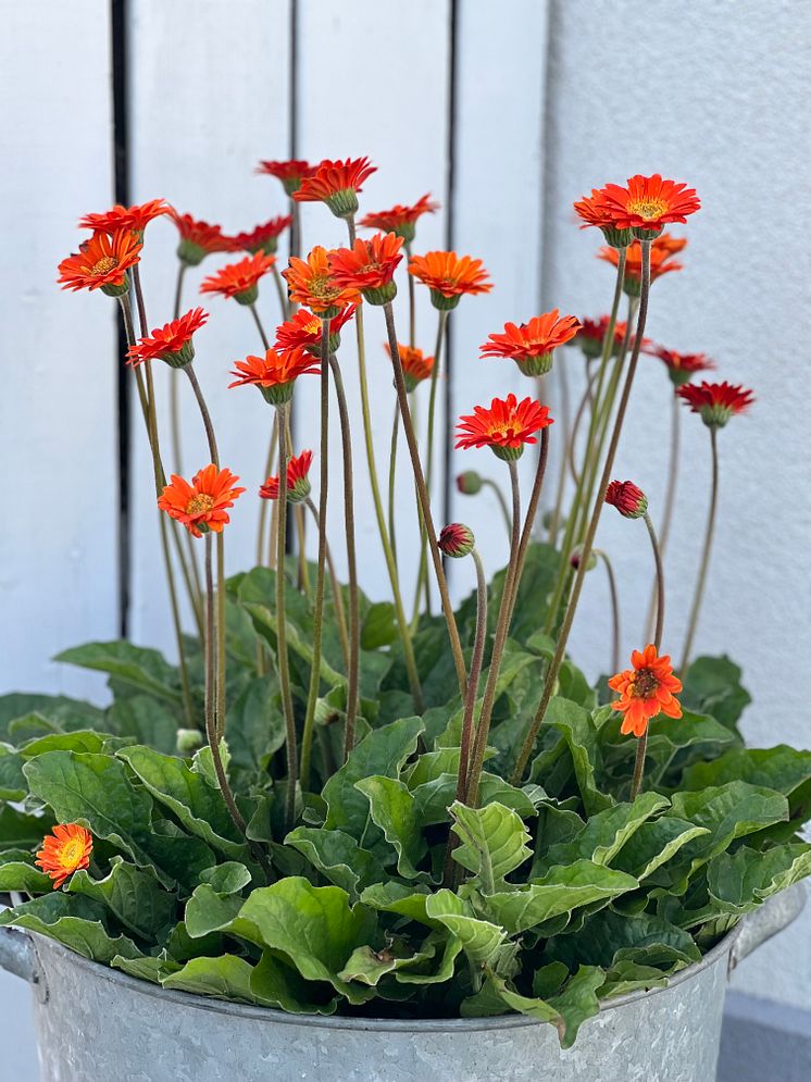 Gerbera gavinea_Cheeky orange_2024