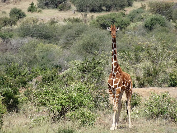 Giraffe 3