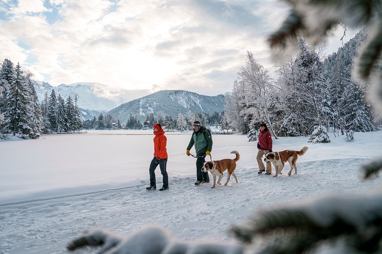 Champex-Lac-St-Bernard-dogs