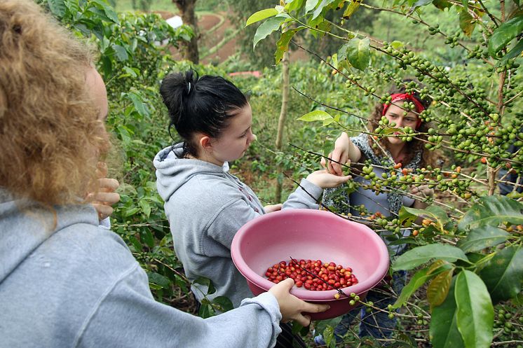 Ein Kaffee, der Schule macht. Schülerinnen bei der Kaffeeernte auf der Plantage Gitesi