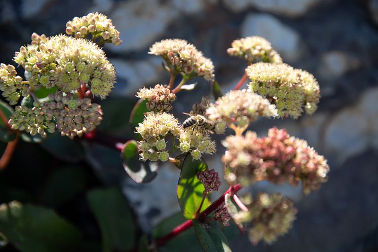 Bier i den lille blomsterenga ved Moren