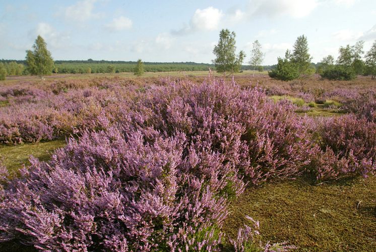 Heidelandschaft Naturpark Niederlausitzer Heidelandschaft