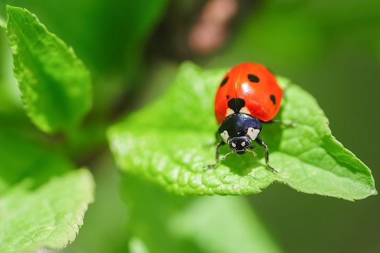 Nyckelpiga_shutterstock_2461728801.jpg