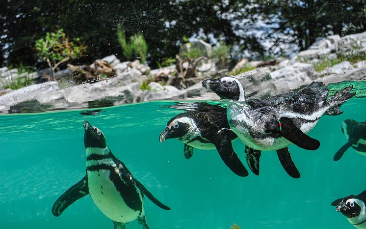 Tierischer Spaß im Zoo Salzburg