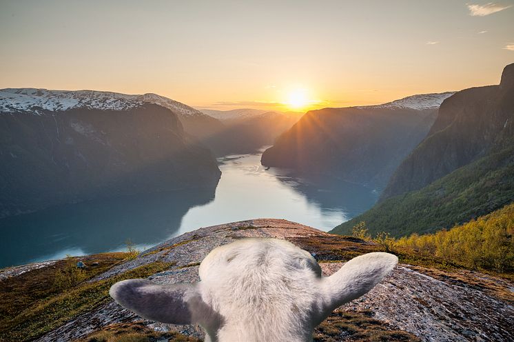 Frida the sheep in the fjords