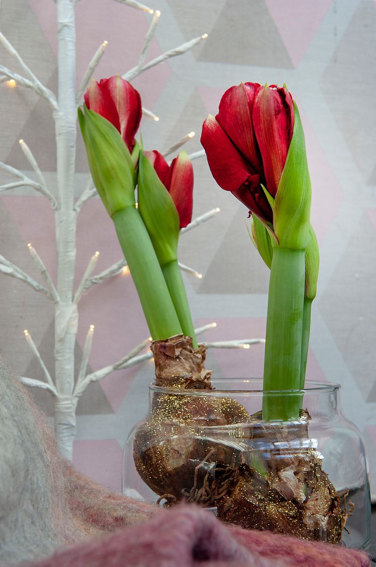 Amaryllis julen 2020