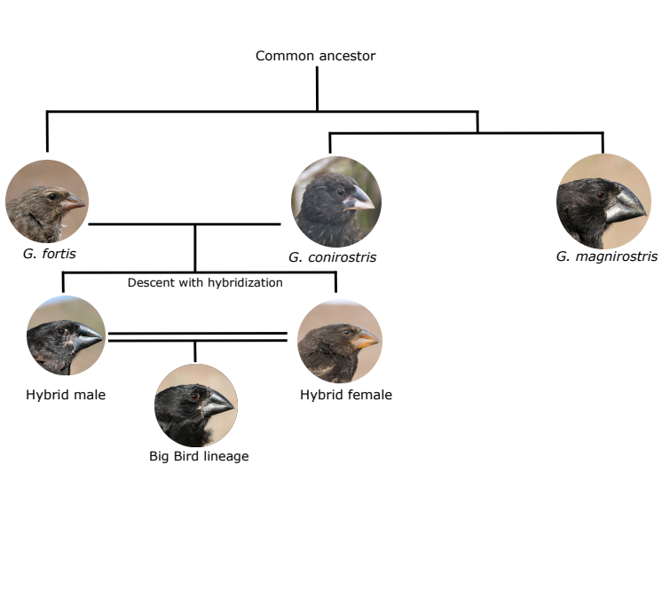 Evolution of the Big Bird lineage