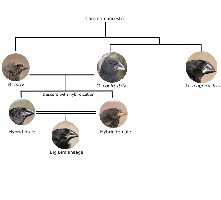 Evolutionen av Big Birds