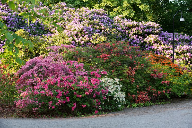 Rhododendron