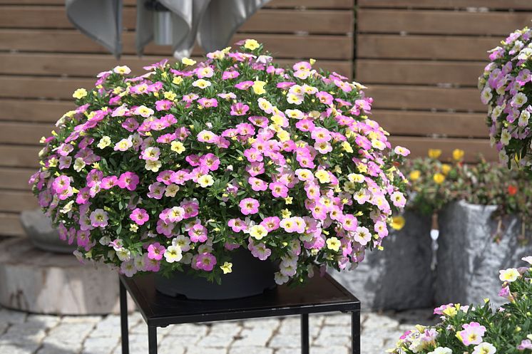 Småpetunia_Calibrachoa_MF_Neo_FancyFrancy_Mood_2023