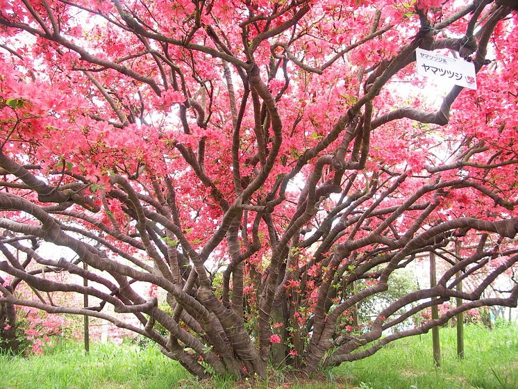 Tsutsujigaoka Park(1)