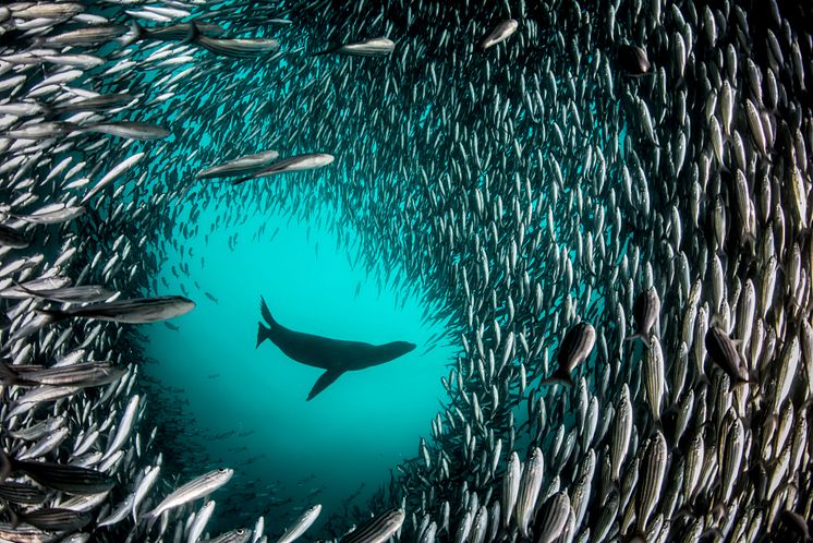 1.3.P.9 Pristine Seas National Geographic cr Enric Sala_2676504