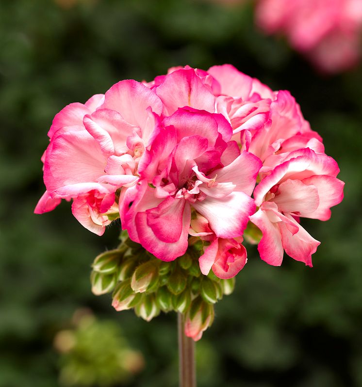 Pelargonium zonale Bunny Strawberry Ice: