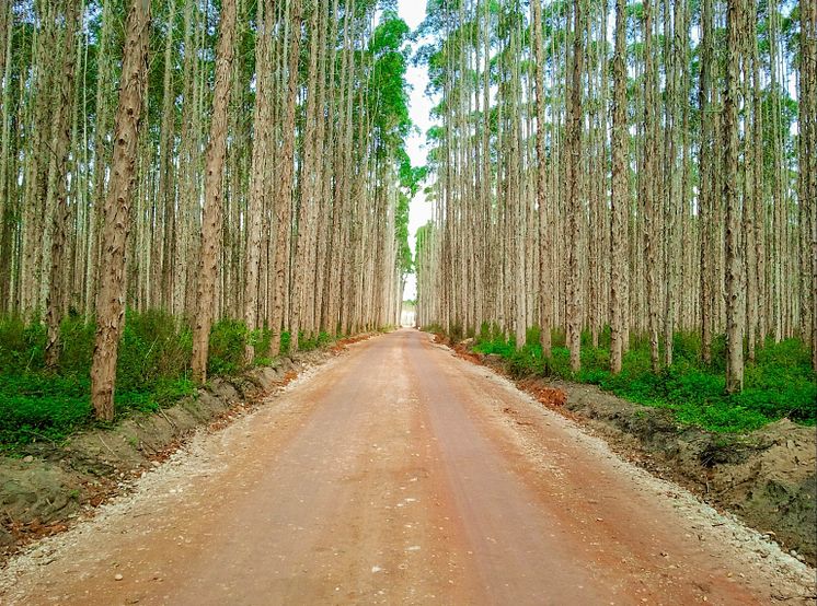 Brasilian_forest