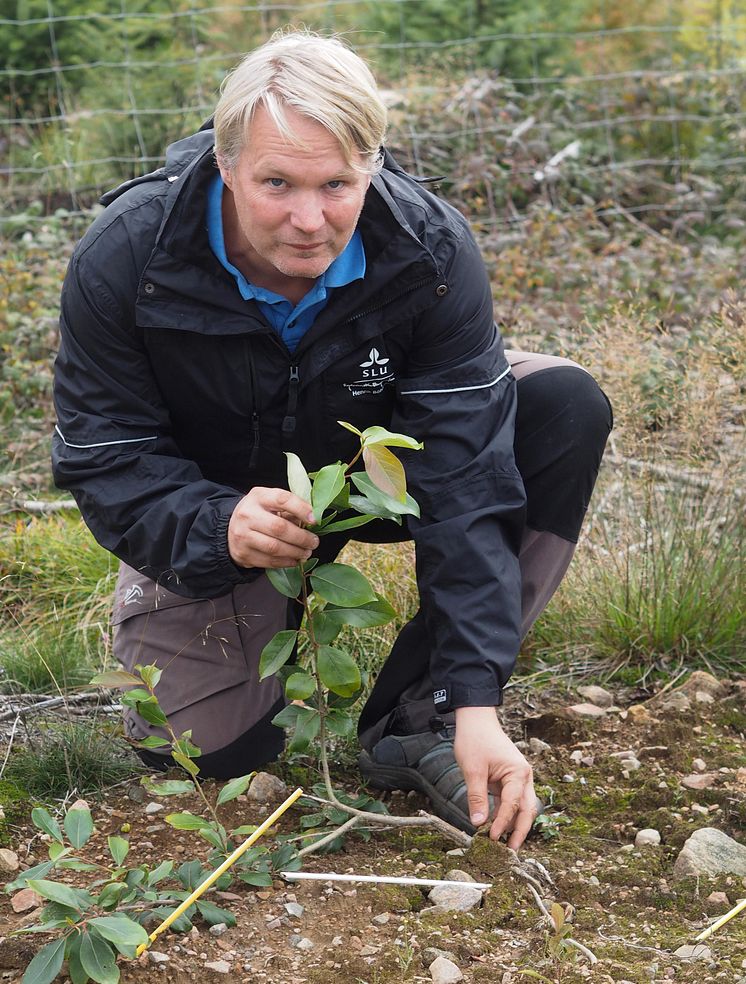 Genombrott för snabbväxande lövträd