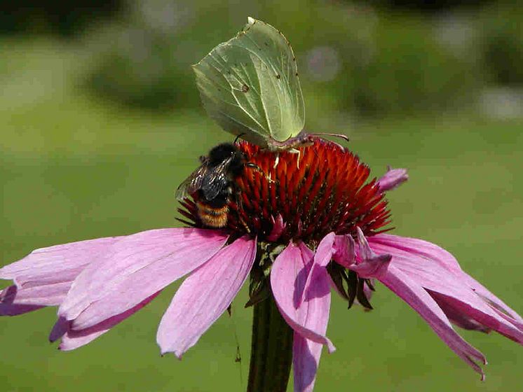 Rydbeckia med humla