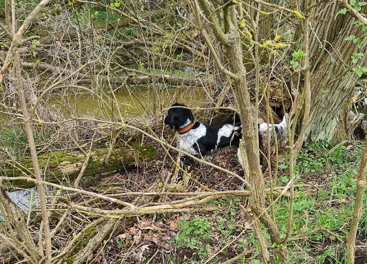 210510 ASP-Übung Spürhund