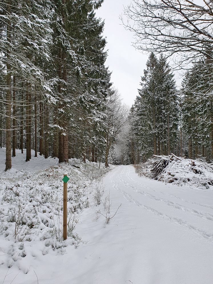 Vinter i Härskogen