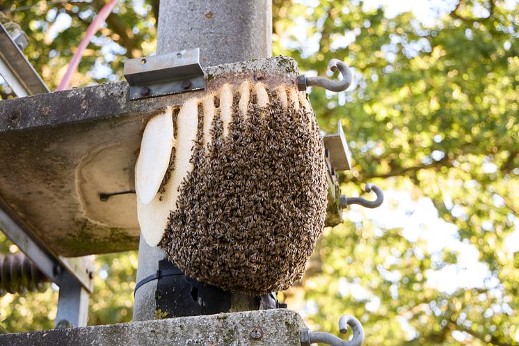 20241022_Umsiedlung Bienenstock_2