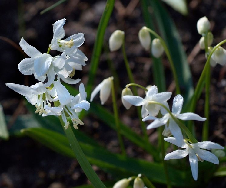 Rysk blåstjärna, Scilla siberica ’Alba’