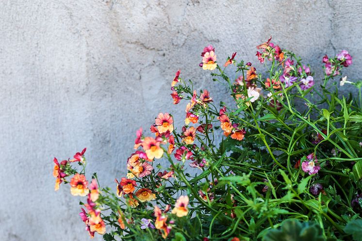 Nemesia Sunsatia 'Blood orange'