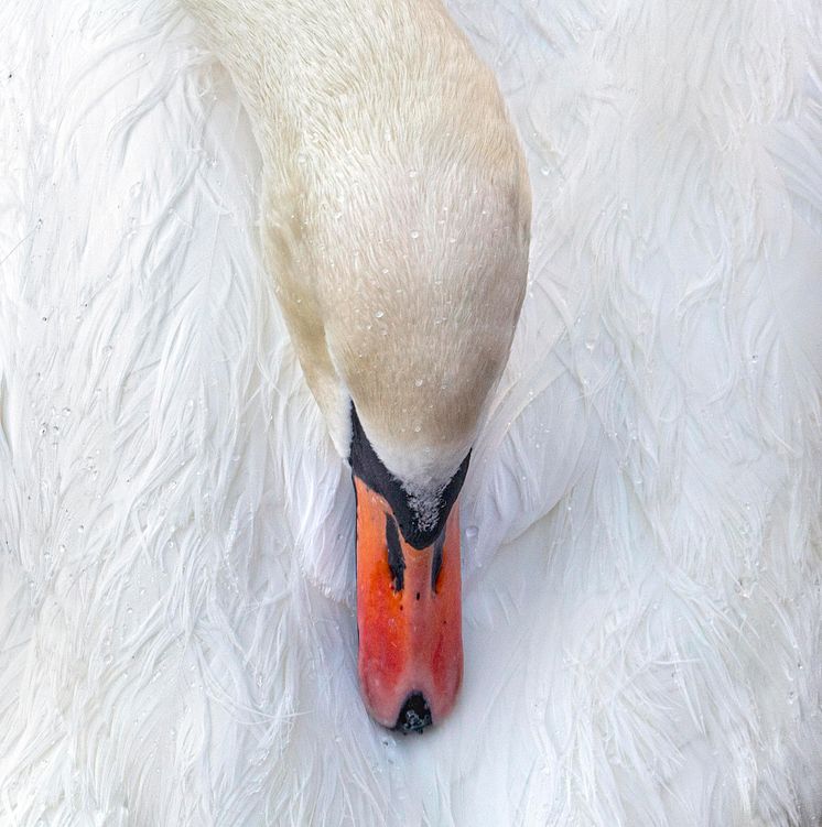 The Swan No. 9