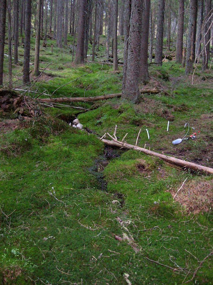 Skogsbäck i Kindla, ett av områdena med integrerad monitoring (IM) i Sverige.