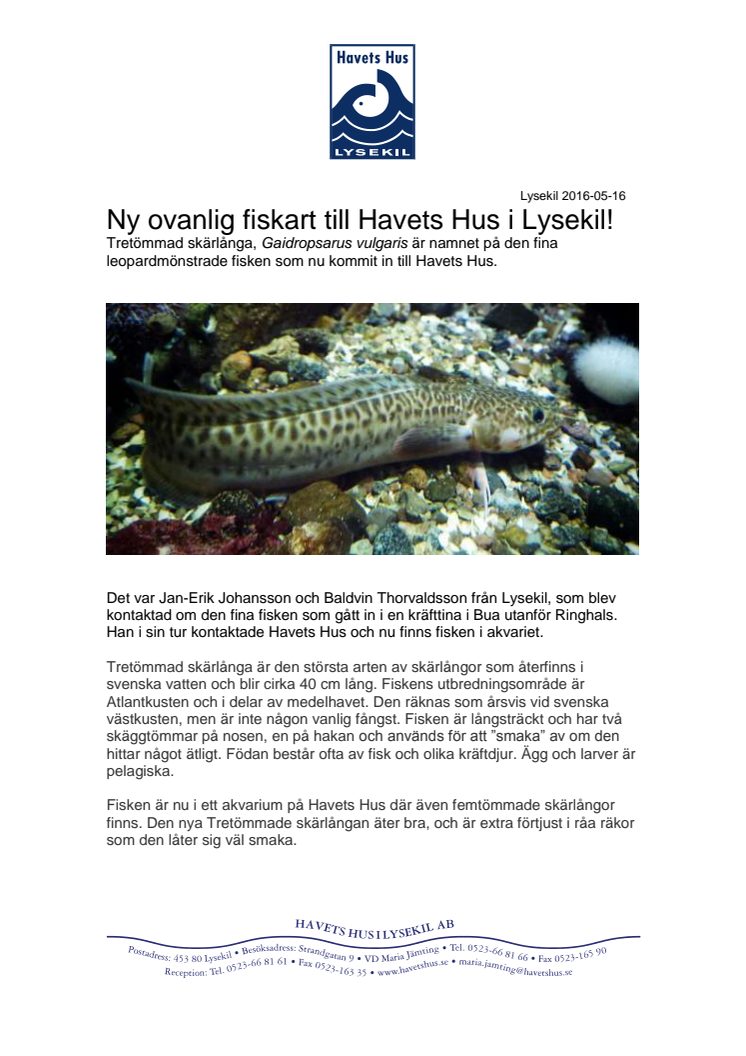 Ny ovanlig fiskart till Havets Hus i Lysekil!
