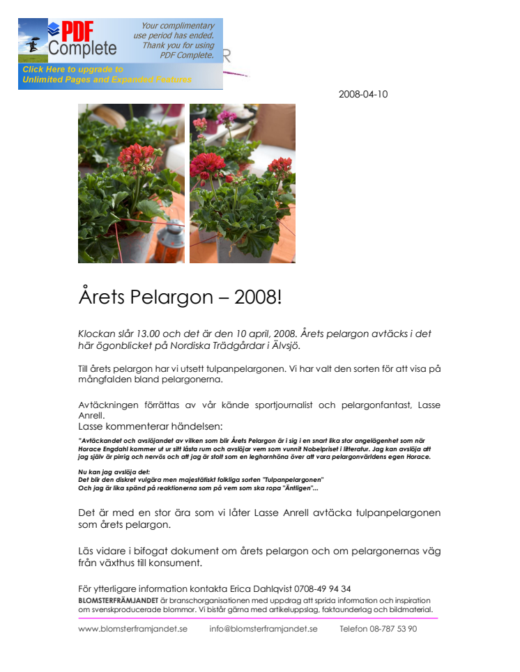 Årets pelargon 2008