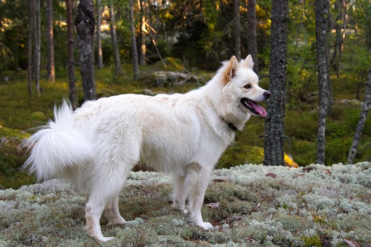 Hund i höstskog