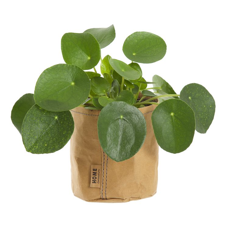 Parasollpilea (Elefantöra)