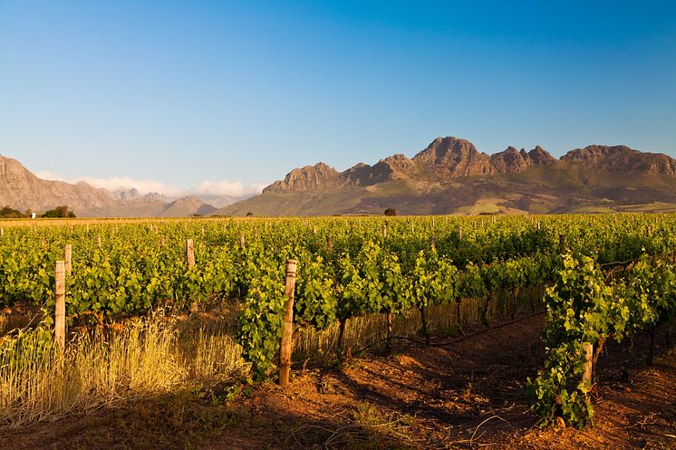Stellenbosch vines