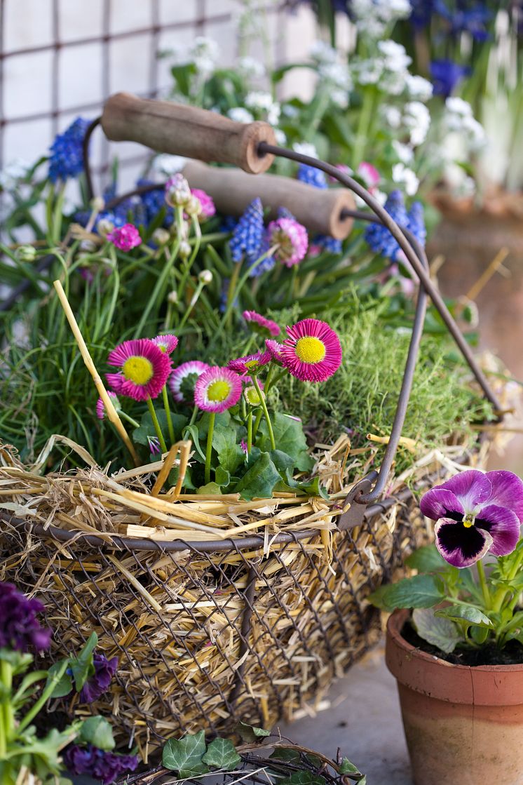 Tusensköna och andra vårblommor i korg