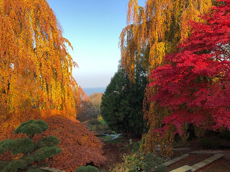 höst japanska trädgården