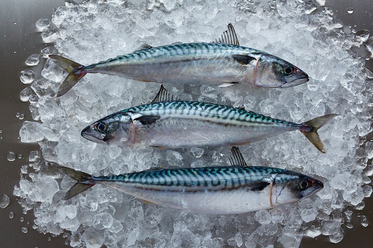 RS5170_Mackerel 35