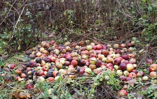 Ruttna äpple mostphotos pressbild