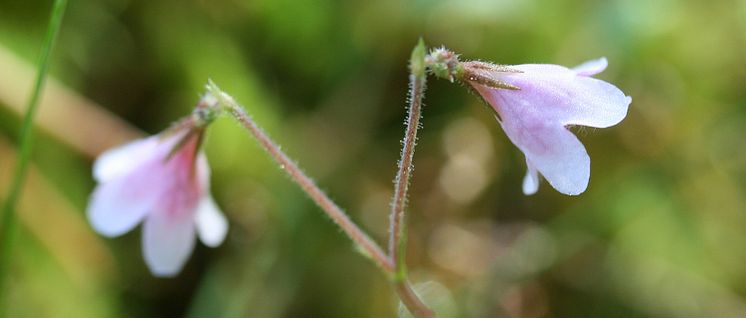 Linnea (Linnaea borealis)