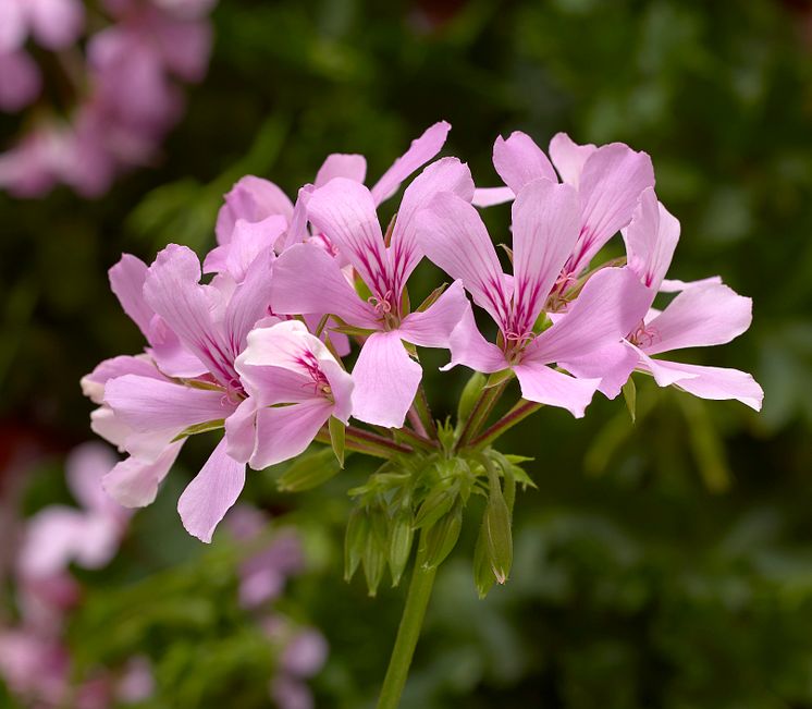 Pelargonium peltatum Super Cascade Appleblossom: