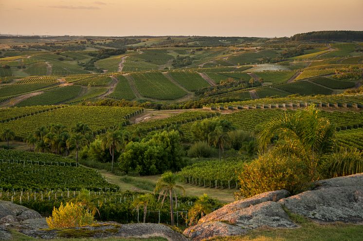 BodegaGarzón_Vineyards.jpg